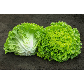  Салат батавия Эллин, Esasem