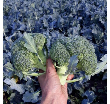 Капуста броколі ЕОС F1, Sakata