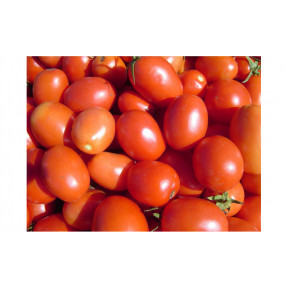 Томат ES 14916 F1, Esasem