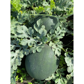 Кавун Фаєр Бол F1, Sakata