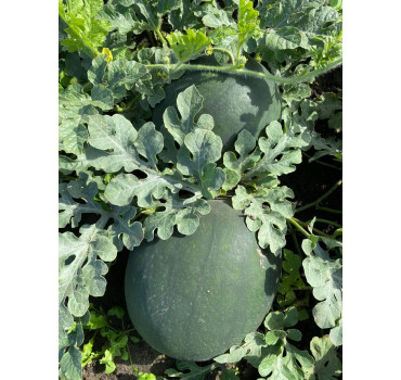 Кавун Фаєр Бол F1, Sakata