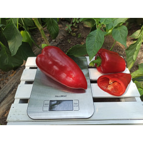 Перець РЕД ФЕРРАРІ F1, Sakata