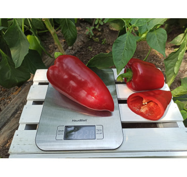 Перець РЕД ФЕРРАРІ F1, Sakata