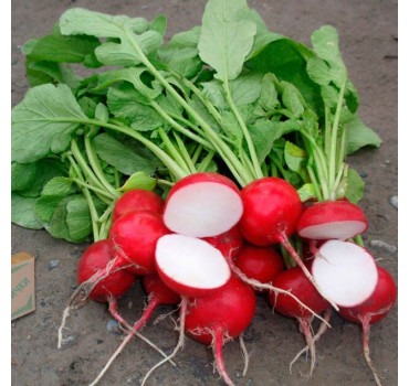 Редька Дайкон Місато Роуз Флеш, Sakata