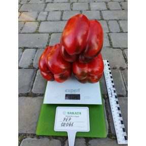 Перець ХАЛК F1, Sakata