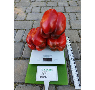 Перець ХАЛК F1, Sakata