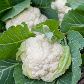 Капуста цвітна КАРНЕВАЛ F1, Sakata