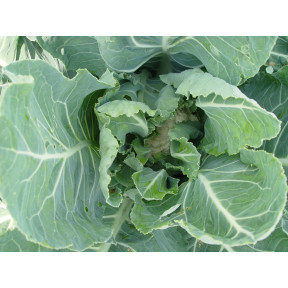 Капуста цвітна КАСТОР F1, Sakata