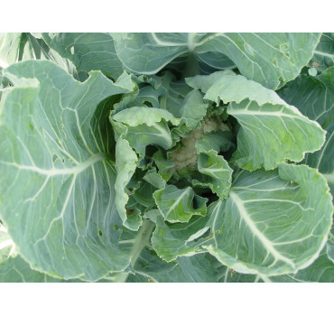 Капуста цвітна КАСТОР F1, Sakata