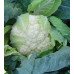 Капуста цвітна КАСТОР F1, Sakata