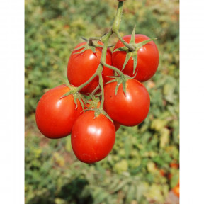 Томат КЕРО F1, Esasem