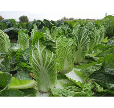 Капуста пекінська КІСЕКІ F1, Sakata