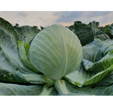 Капуста КОРОНЕТ F1, Sakata