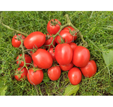 Томат КВІКФАЄР F1, Esasem Томат КВІКФАЄР F1, Esasem