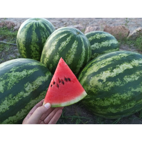 Кавун Леонардо F1, Sakata