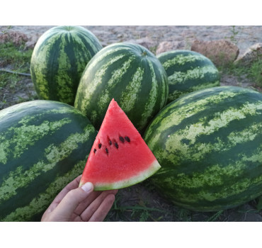 Кавун Леонардо F1, Sakata