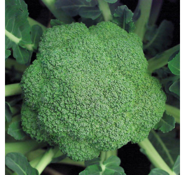 Капуста броколі МАРАТОН F1, Sakata