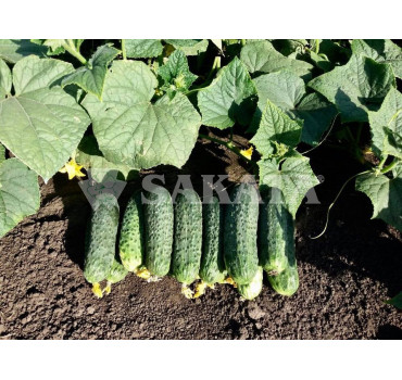 Огірок МАРІЯ F1, Sakata