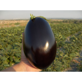 Баклажан Матрона F1, Esasem