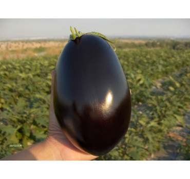 Баклажан Матрона F1, Esasem