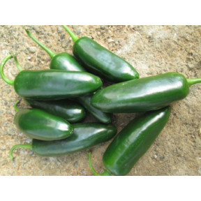 Перець гострий МОДЖАВЕ F1, Sakata