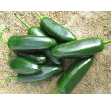 Перець гострий МОДЖАВЕ F1, Sakata