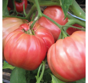 Томат ОКСІХАРТ БЕЛЬМОНТЕ, Esasem
