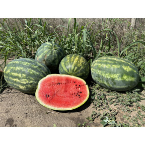 Кавун ПАЛАДІН F1, Sakata