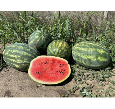 Кавун ПАЛАДІН F1, Sakata