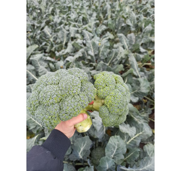 Капуста броколі ПАРТЕНОН F1, Sakata