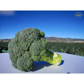 Капуста броколі ПЕРСЕУС F1, Sakata