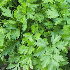 Петрушка Гіганте де Італія, Esasem