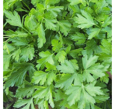 Петрушка Гіганте де Італія, Esasem