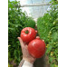Томат ПІНК ІМПРЕШЕН F1, Sakata