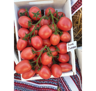 Томат ПІНК ПІОНЕР F1, Sakata