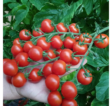 Томат ПРЕЦІОЗО F1, Esasem