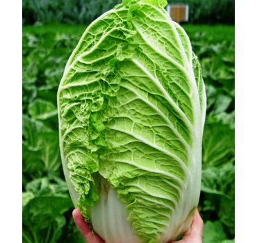 Капуста пекінська РІЧІ F1, Sakata