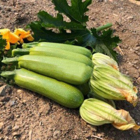 Кабачок Імператор F1, Sakata