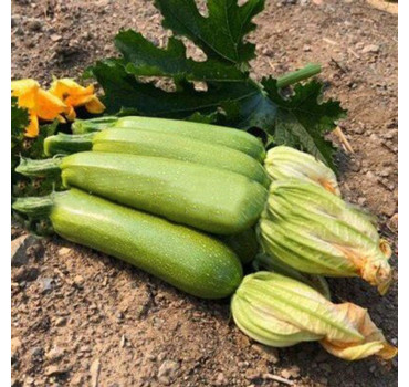 Кабачок Імператор F1, Sakata