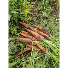 Морква КУРОДА ШАНТАНЕ, Sakata Морква КУРОДА ШАНТАНЕ, Sakata