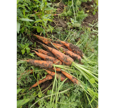 Морква КУРОДА ШАНТАНЕ, Sakata