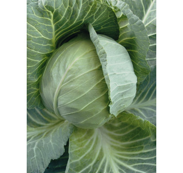 Капуста ШАРМАНТ F1, Sakata