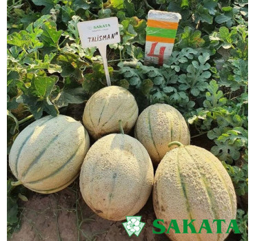 Диня ТАЛІСМАН F1, Sakata