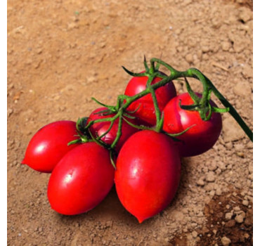 Томат ТВІТ F1, Esasem