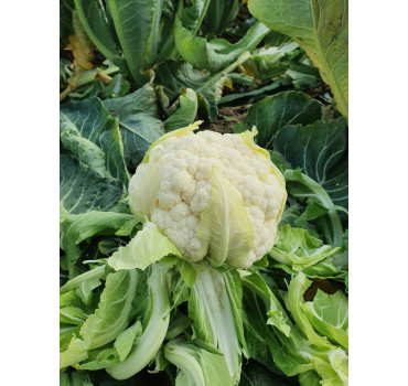 Капуста цвітна ВАЙТОН F1, Sakata