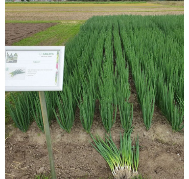 Цибуля на перо ЙОДА F1, Sakata