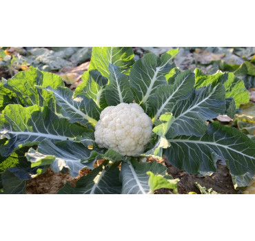 Капуста цвітна SV 5818 AC F1, Seminis