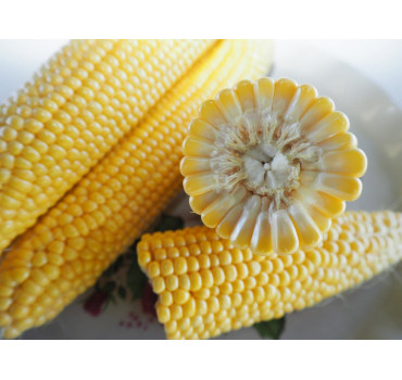 Кукурудза SV 1514 F1, Seminis