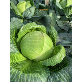 Капуста білоголова Гальватрон F1/Galvatron F1, Seminis