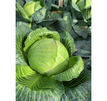 Капуста білоголова Гальватрон F1/Galvatron F1, Seminis